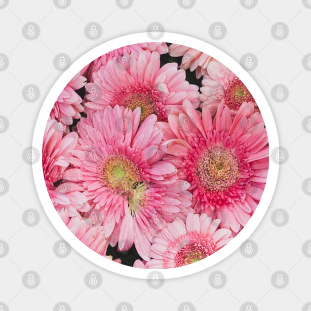 Pink Gerberas Magnet by RenataCacaoPhotography